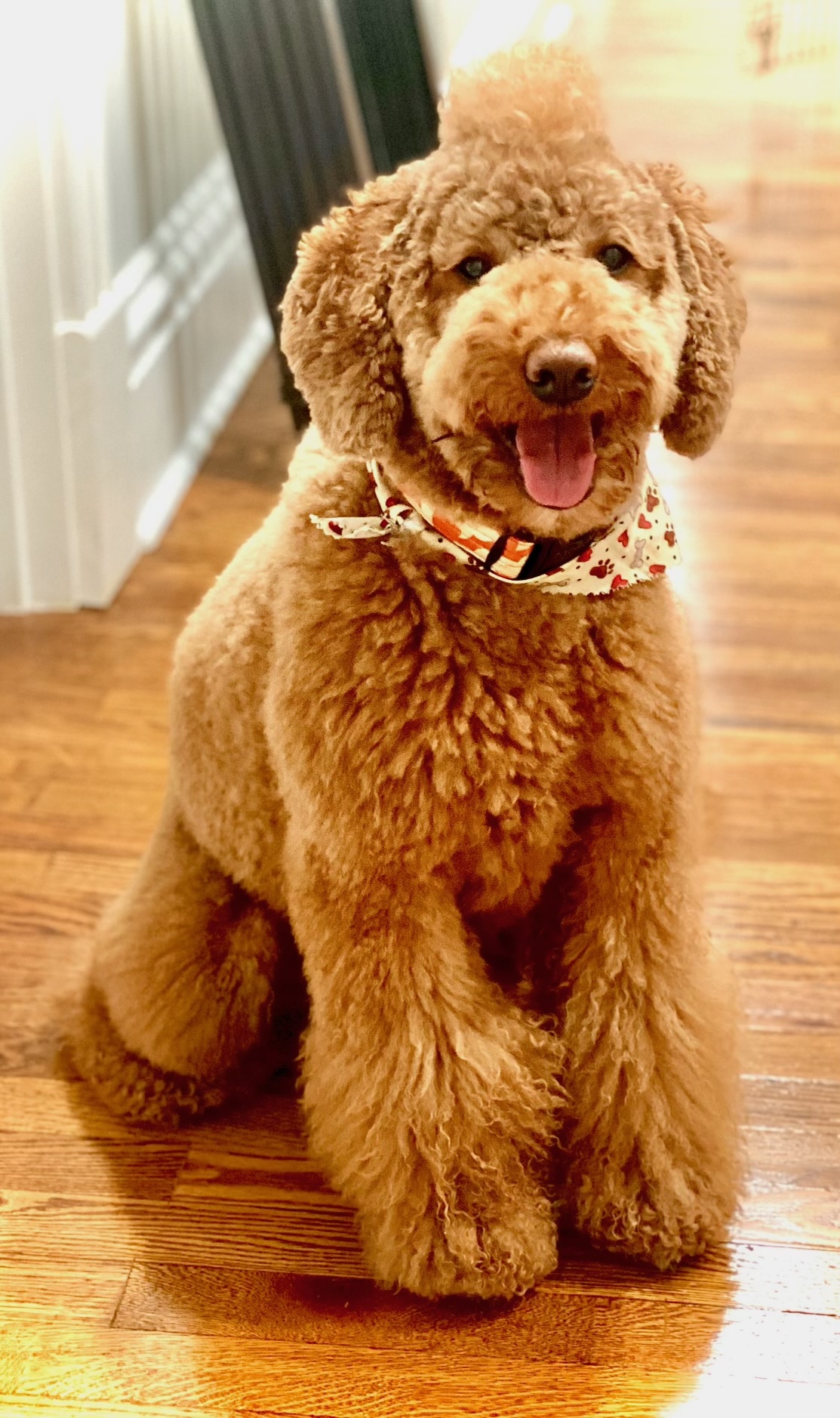 Molly, Brian’s curly-haired brown dog, wearing a patterned bandana